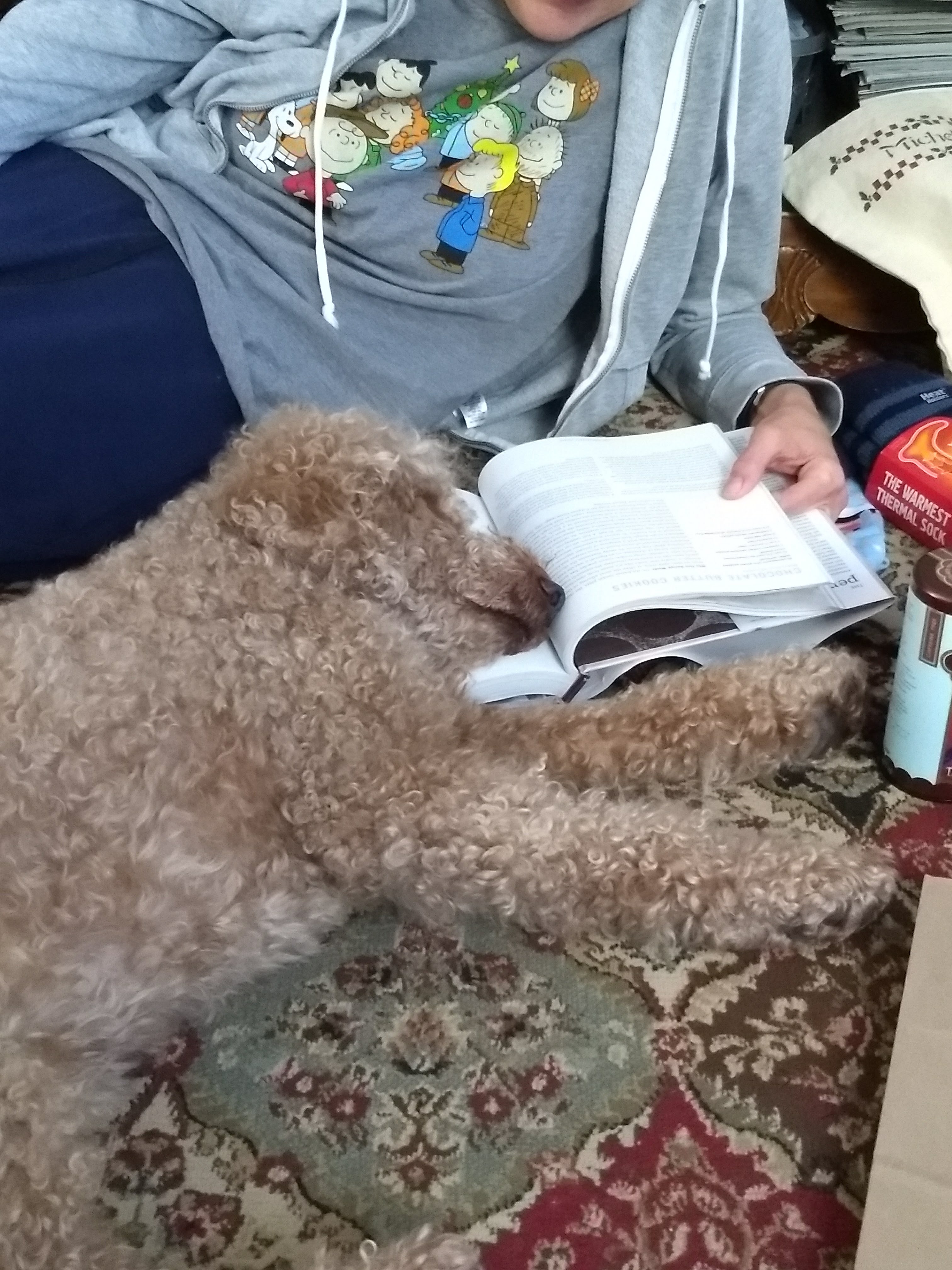 Dog sleeping on open book