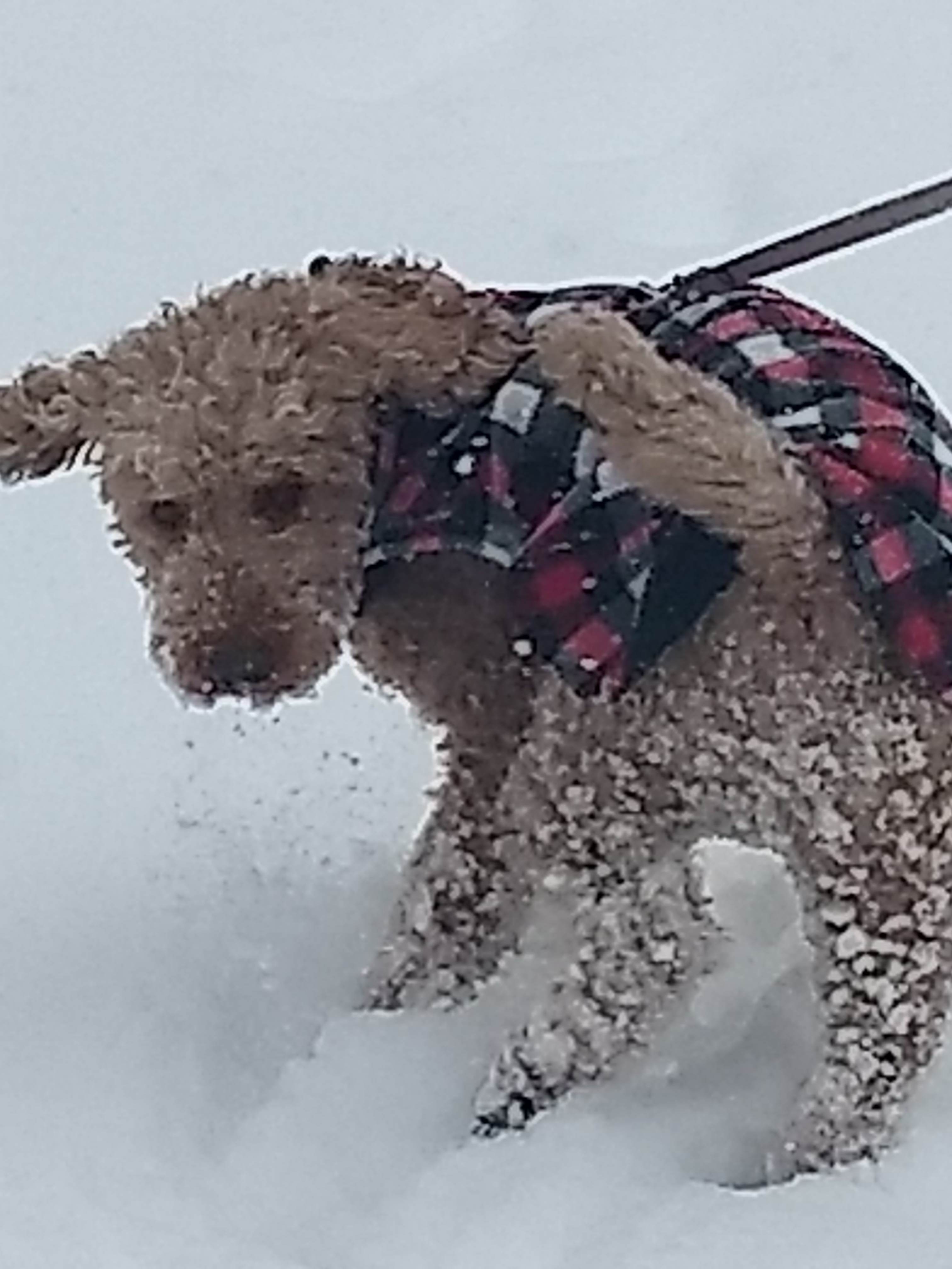 Dog plays in snow