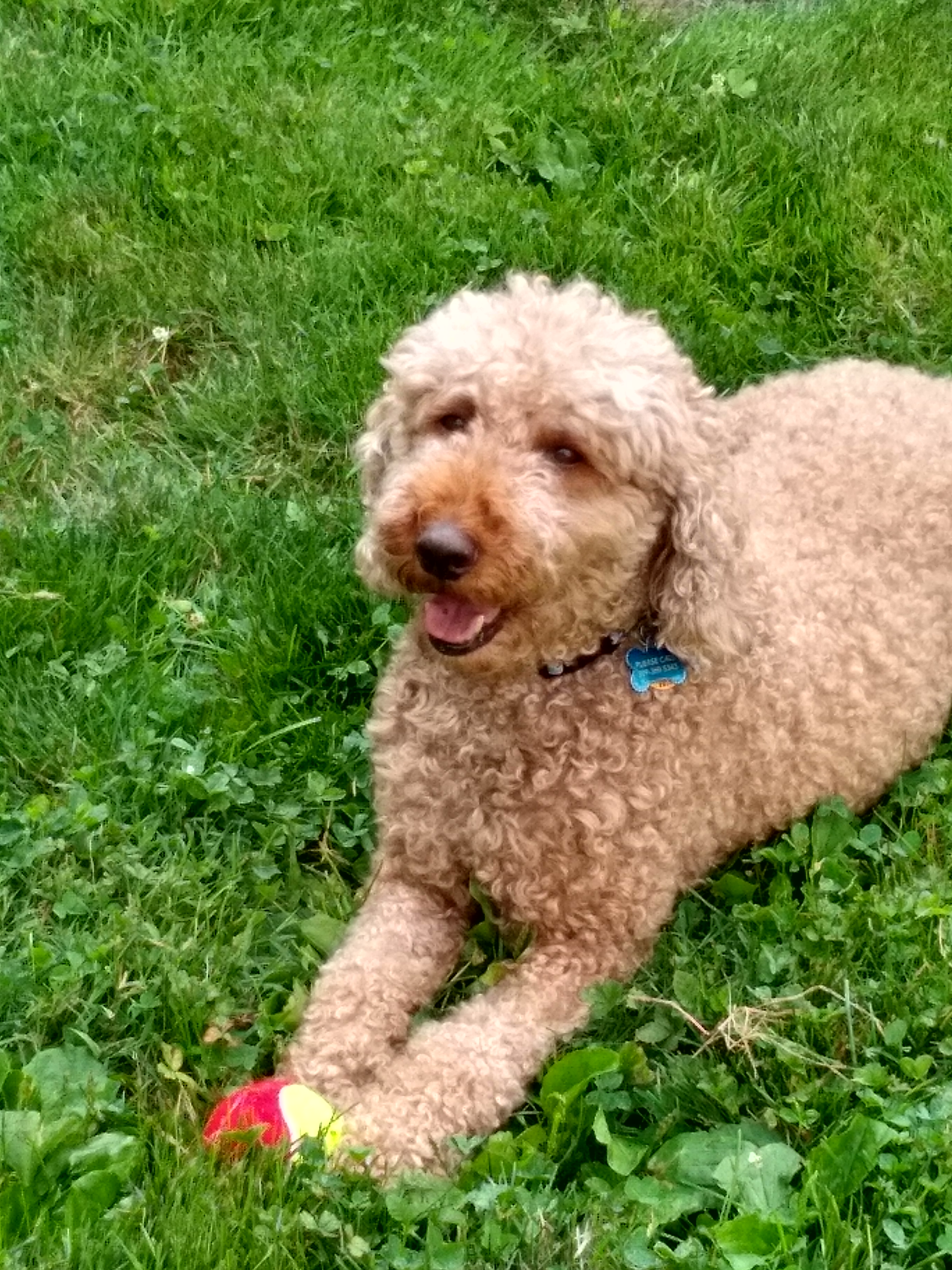 Dog with tennis ball