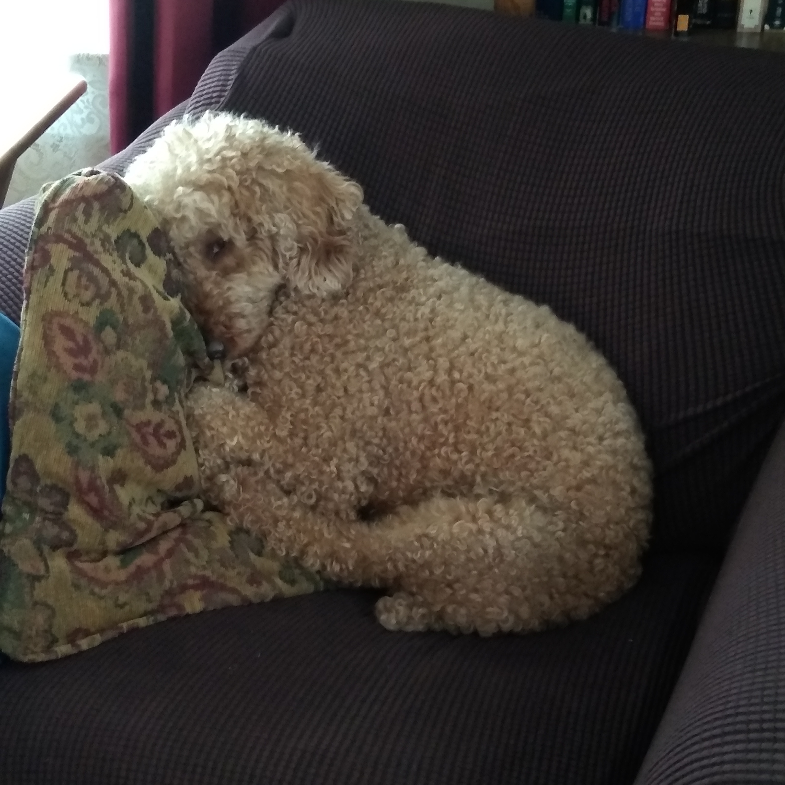 Dog sleeping on pillow