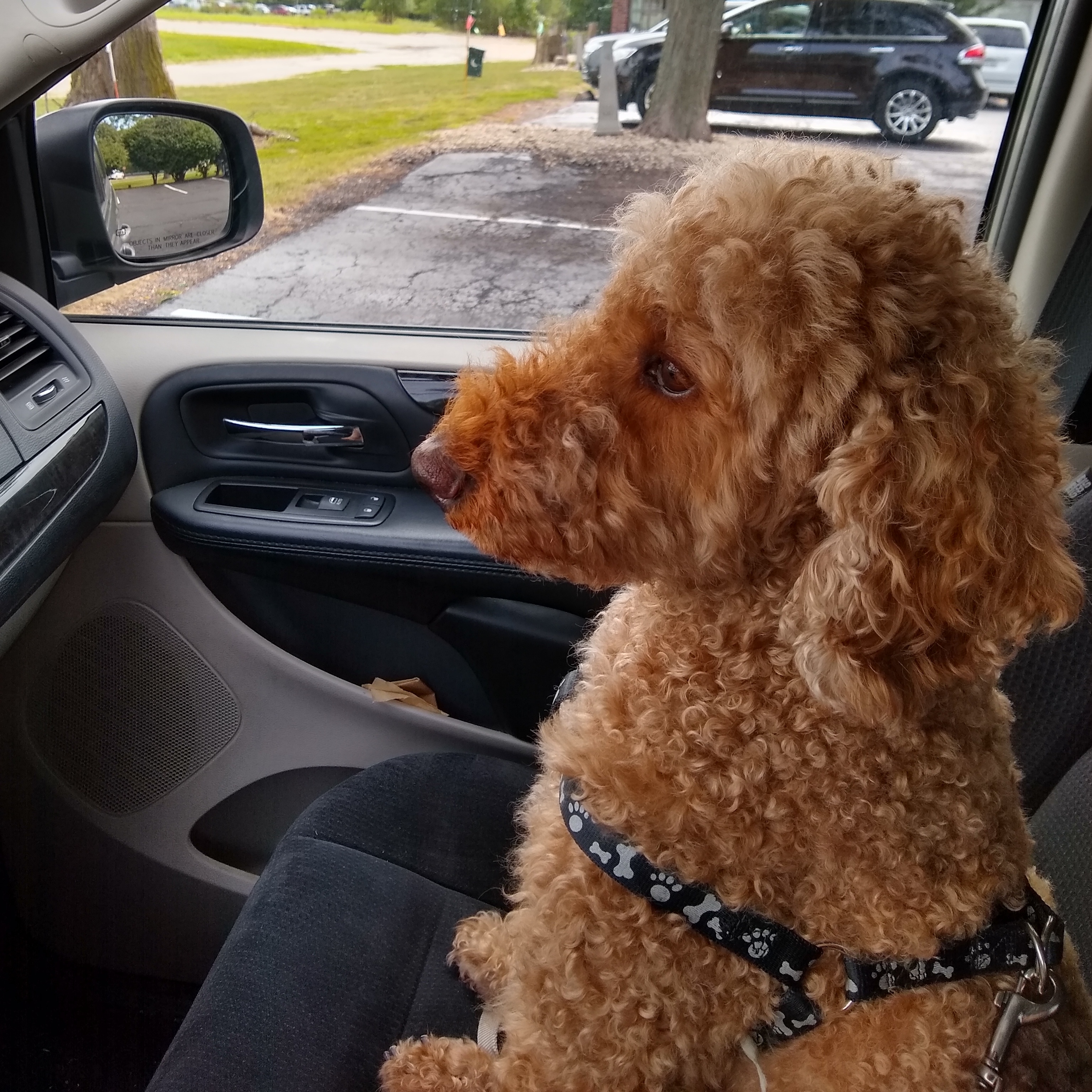 Dog in the passenger seat